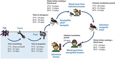 Prior water availability modifies the effect of heavy rainfall on dengue transmission: a time series analysis of passive surveillance data from southern China